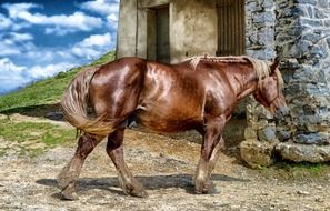 beautiful brown horse in the countryside