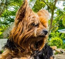 cute hairy yorkshire terrier