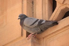 grey dove sits on a building wall