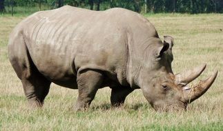 Rhino in Safari park