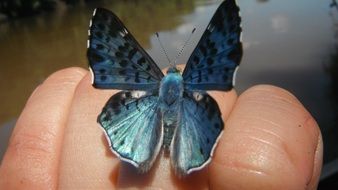 dark Blue Butterfly with open wings on Finger