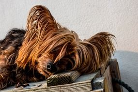 Yorkshire Terrier sleeping on a wooden box