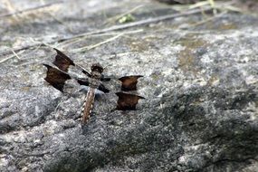 Beautiful and colorful dragonfly on the rock in summer