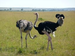 Ostriches in Kenya