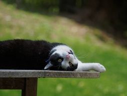 laying black and white cat