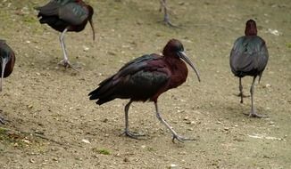 photo flock of glossy ibis