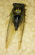 closeup of a dog-day cicada