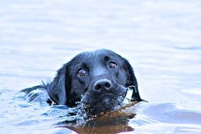 black labrador floats on water