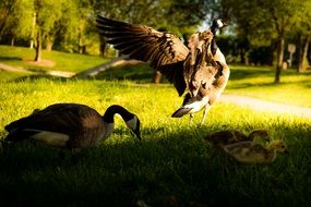 brown ducks with ducklings on green grass in the shade