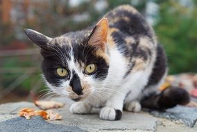 Gilnyangyi Tricolor Cat