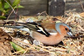 chaffinch on the ground