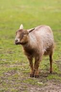 brown goat on a farm field