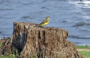Wagtail Bird on a stump near the water