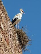 Tall stork stands in the nest, bottom view