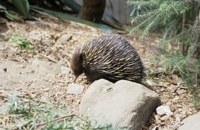 Echidna, Tachyglossus aculeatus, Australian animal