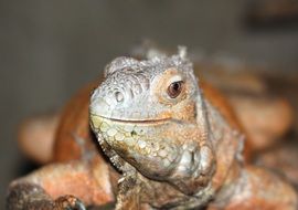 portrait of iguana