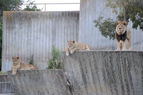 lions on the stones in the savannah