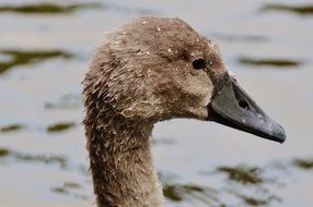 young swan in the water