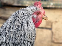 grey domestic chicken