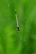 Dragonfly on the Cobweb close-up on blurred background