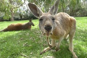 kangaroo on green grass