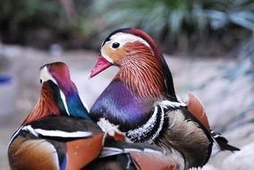 portrait of colorful plumage of wood ducks in wildlife