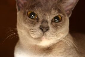 enchanting Cat face close up