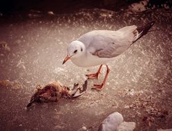 seagull with prey close-up