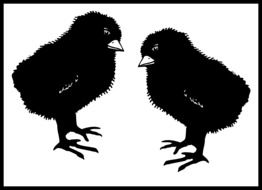 drawing of two black chicks
