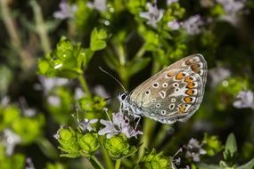 butterfly on the spring meadow