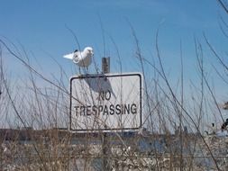 Seagull at Sign No Trespassing