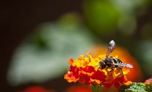 bee collects nectar