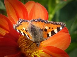 Butterfly Peacock