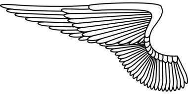 angel wing drawing on white background