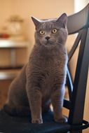 gray cat on a wooden chair