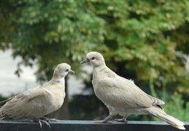 two curious pigeons
