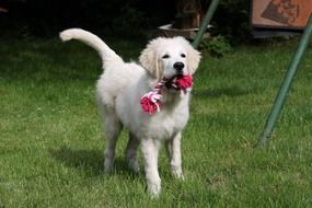 white dog playing with a toy
