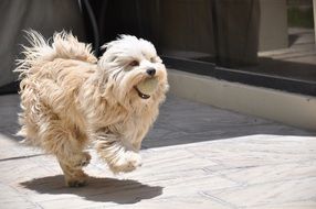 Cute puppy is running