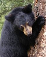brown bear on a tree