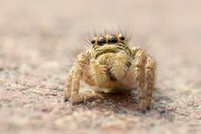 spider in close-up