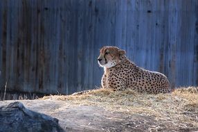 Leopard in the zoo