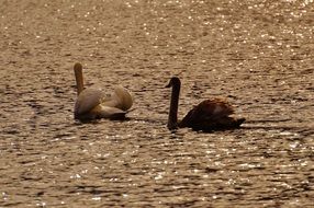 Sunshine on the swans