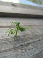 green mantis on a wooden bench