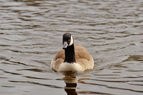 goose floating on water at pond