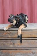 winner of dog show