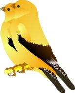 Birds GoldFinches as a drawing