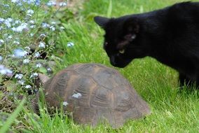 cat near turtle on green grass