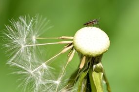 Tiny insect is sitting on the dandelion close-up on blurred background