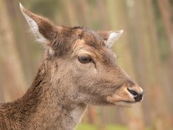 portrait of a roe deer