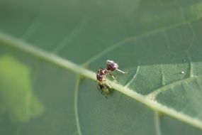 ants on the herbalist